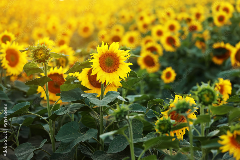 view of a field of yellow sunflowers in the light of the setting sun. Beautiful summer landscape with sunset and flowering meadow Rich harvest. Agriculture of production of sunflower oil and seeds