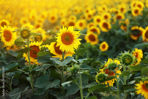 view of a field of yellow sunflowers in the light of the setting sun. Beautiful summer landscape with sunset and flowering meadow Rich harvest. Agriculture of production of sunflower oil and seeds