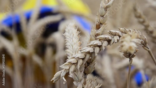 Wheat field against the sky. Macroseed of wheat ear. Spikelets of wheat on the background of the Ukrainian flag. Problems with the export of Ukrainian grain. War in Ukraine. The concept of freedom. photo