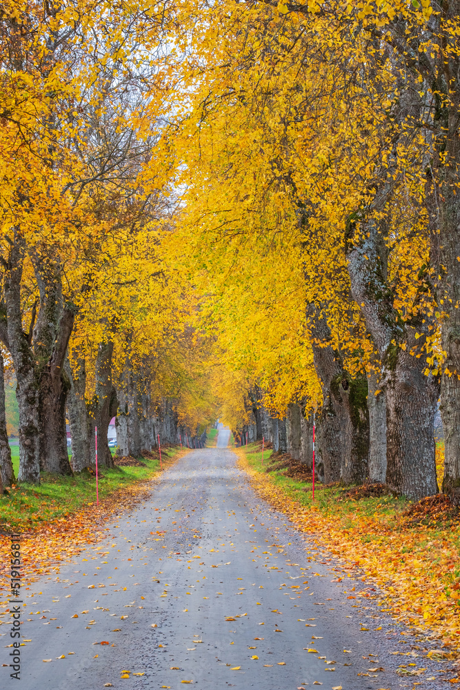 Fototapeta premium Empty tree avenue with autumn colours on the trees