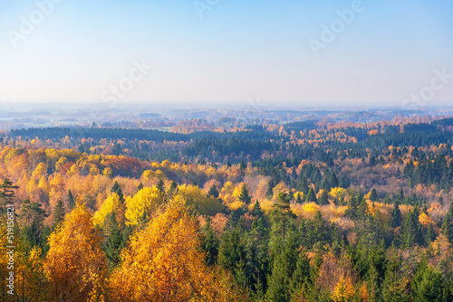 Beautiful autumn colors in the forest to the horizon