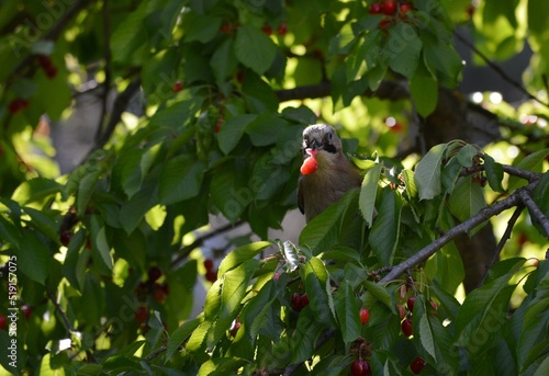 the bird eats red ripe cherries