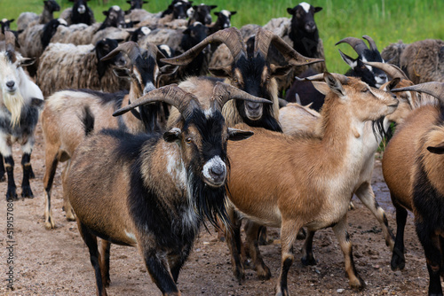 Fototapeta Naklejka Na Ścianę i Meble -  Herd of goats close up.