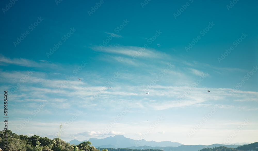 Fototapeta premium sea, sky and birds