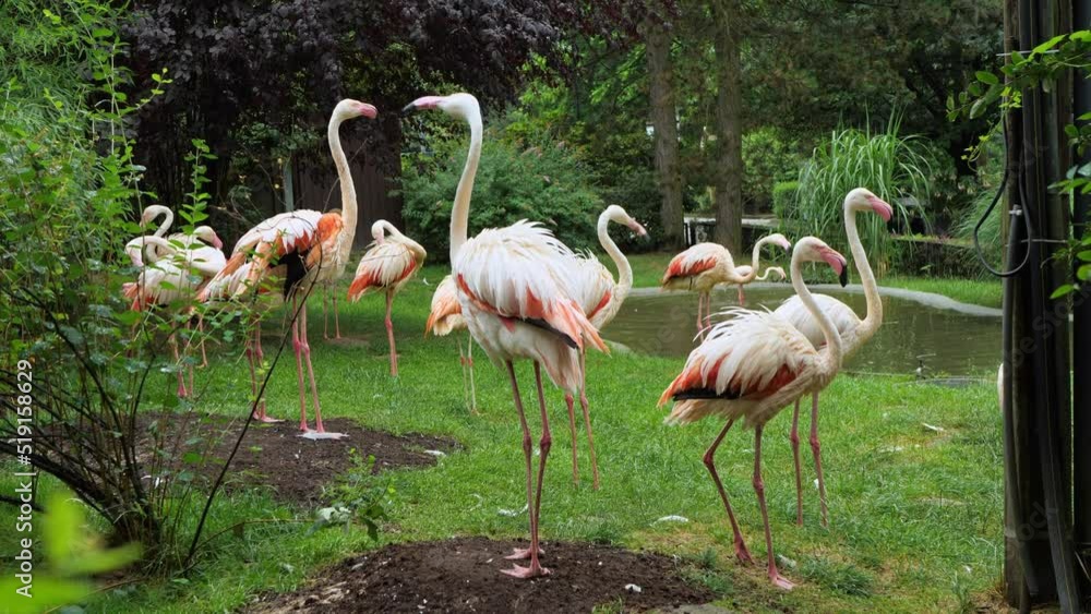 Pink flamingos stroll by the water in the reserve. Pink flamingos stroll by the water in the reserve.