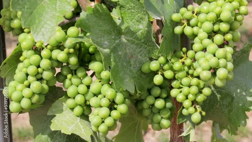 Wallpaper Mural Bunches of grapes ripening on the vine Torontodigital.ca