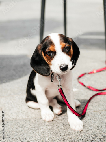 A puppy of the Estonian Hound breed is sitting on the street