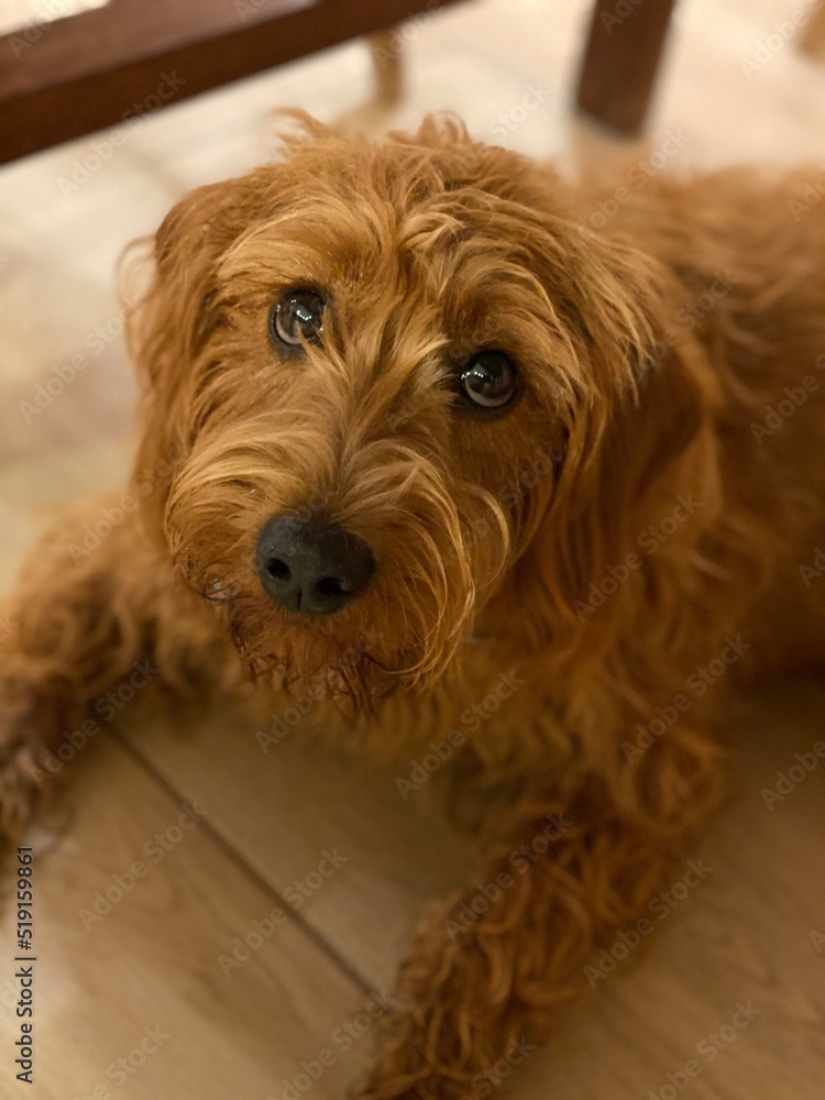 Portrait of a Dog Portrait of a Dog