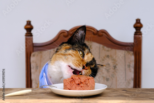 Fotografie portrait of beautiful brown tricolor adult domestic cat eating delicious food fr