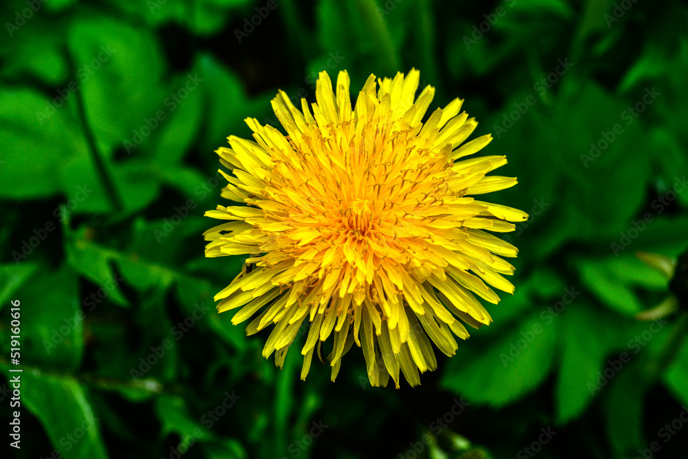 Close-up view of beautiful blooming dandelions, selective focus Close-up view of beautiful blooming dandelions, selective focus