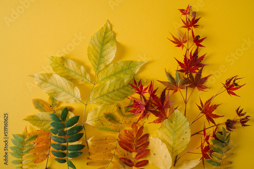 outumn bright leaves on yellow background photo
