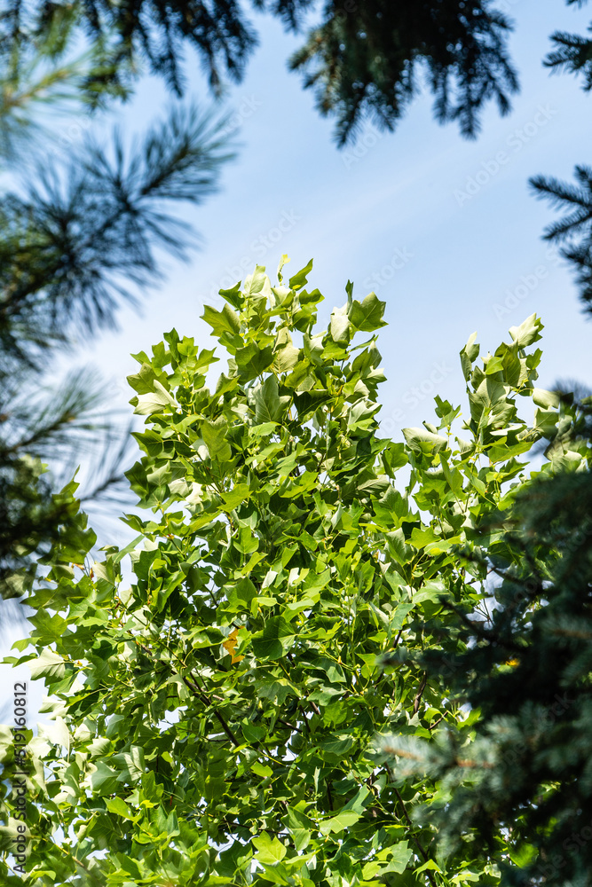 Bright green leaves of Tulip tree (Liriodendron tulipifera) called Tuliptree, American or Tulip Poplar against a blue summer sky. Selective focus. There is space for text. Bright green leaves of Tulip tree (Liriodendron tulipifera) called Tuliptree, American or Tulip Poplar against a blue summer sky. Selective focus. There is space for text.
