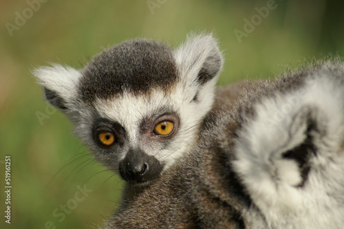 Portrait of a young Ring-tailed Lemur riding along on its mothers back  © RMMPPhotography