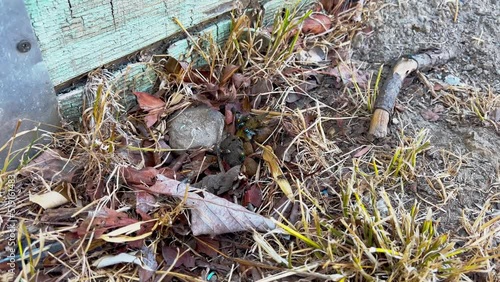 Flies having fun on a pile of fresh turds photo