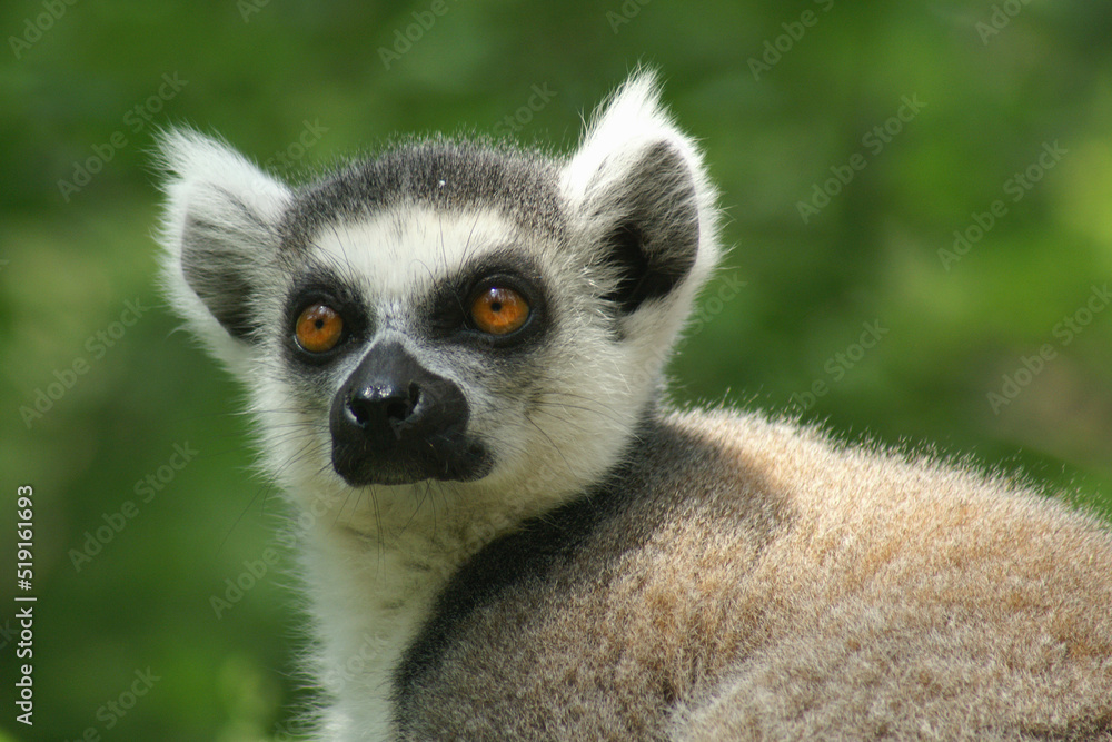 Obraz premium Portrait of a Ring-tailed Lemur against a green background 
