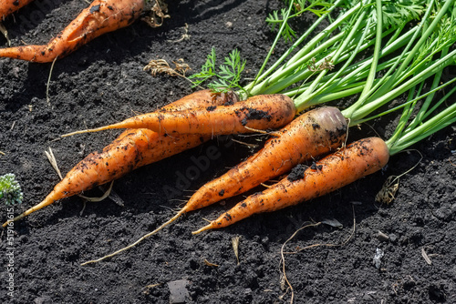 fresh harvested carrots on the ground.