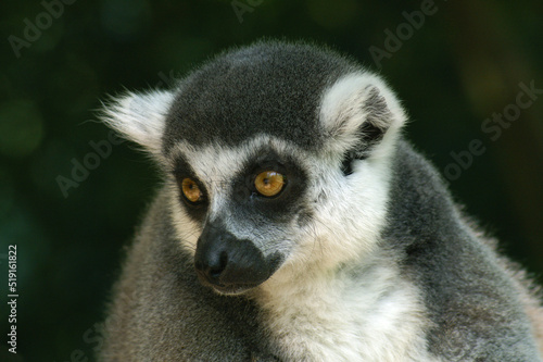 Portrait of a Ring-tailed Lemur against a dark background © RMMPPhotography