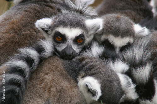 A group of Ring-tailed Lemurs cuddling together to stay warm 