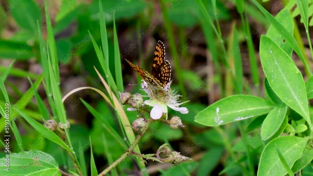 Heath Fritillary Resting Wings Open on Bramble Flower Heath Fritillary Resting Wings Open on Bramble Flower