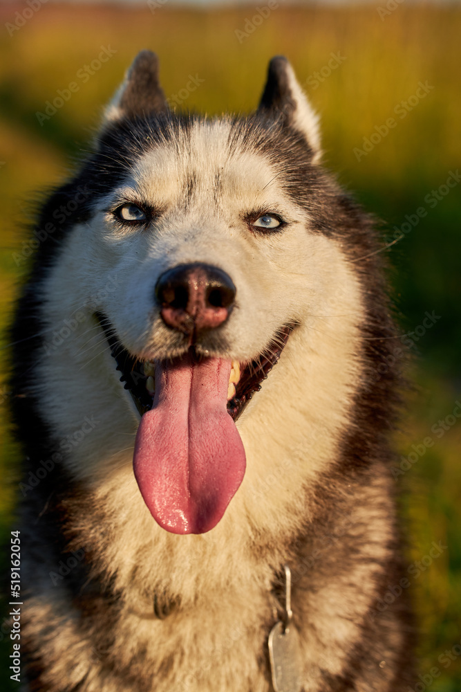 Happy smiling face of a husky dog close-up