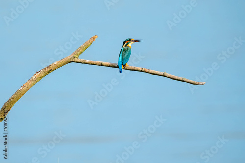 Kingfisher || IJsvogel photo