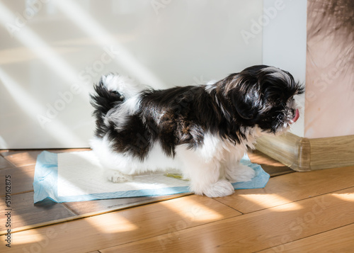 Puppy peeing on a diaper. Toilet training a puppy. Shih Tzu puppy