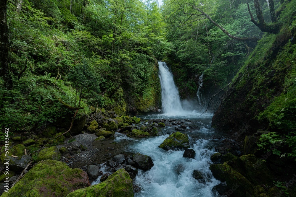 Fototapeta premium 滝
