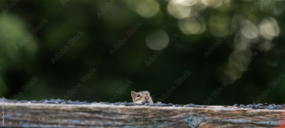 Cheerful chipmunk is playing hide and seek Cheerful chipmunk is playing hide and seek