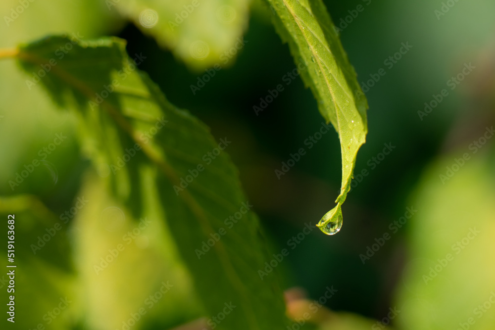 Fototapeta premium One drop of water sitting on the tip of a hornbeam leaf after a rain squall