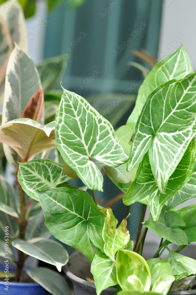 Obraz premium Syngonium Batik, Syngonium podophyllum or Syngonium podophyllum, Arrowhead Vine or Goosefoot or Araceae plant
