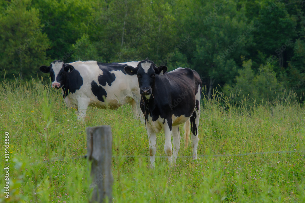 Pretty cows in a Quebec farm in the Canadian coutryside