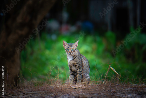 A stray cat in the garden with green trees.