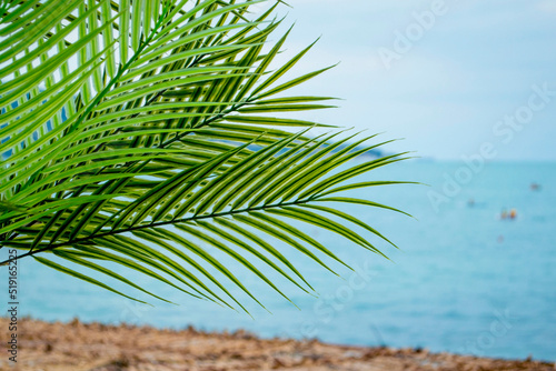 Beautiful palm tree on the beach.View of the blue sea, green flowers,trees and plants.