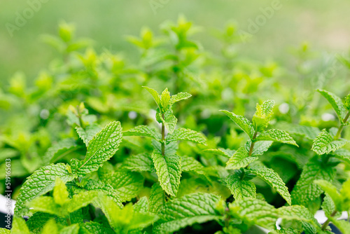 Φωτογραφία Green Mint leaves background