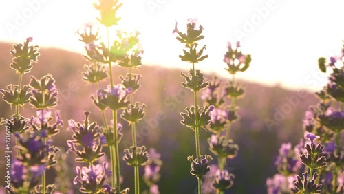 Closeup of organic lavender flowers swaying in the wind at sunset. Lavender field in Europe. Blooming violet fragrant natural lavender flowers at sunset