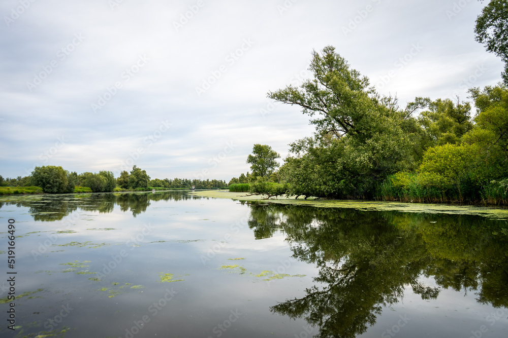 Fototapeta premium lake and trees, De Biesbosch