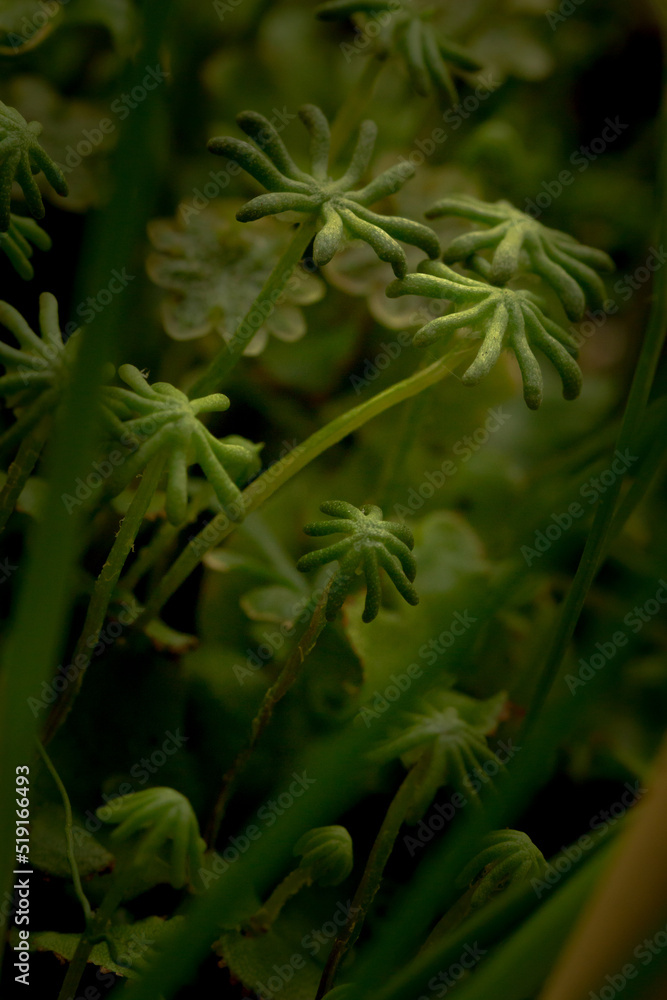 Fleur, papillon, cascade d'eau, rivière... florilège de la nature et beauté environnante. Fleur, papillon, cascade d'eau, rivière... florilège de la nature et beauté environnante.