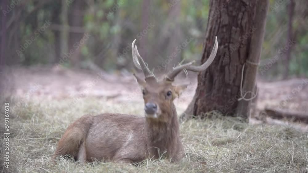 Rusa timorensis (Javan rusa) are sitting on the ground seeking for food and eating grass in a day time. Rusa timorensis (Javan rusa) are sitting on the ground seeking for food and eating grass in a day time.