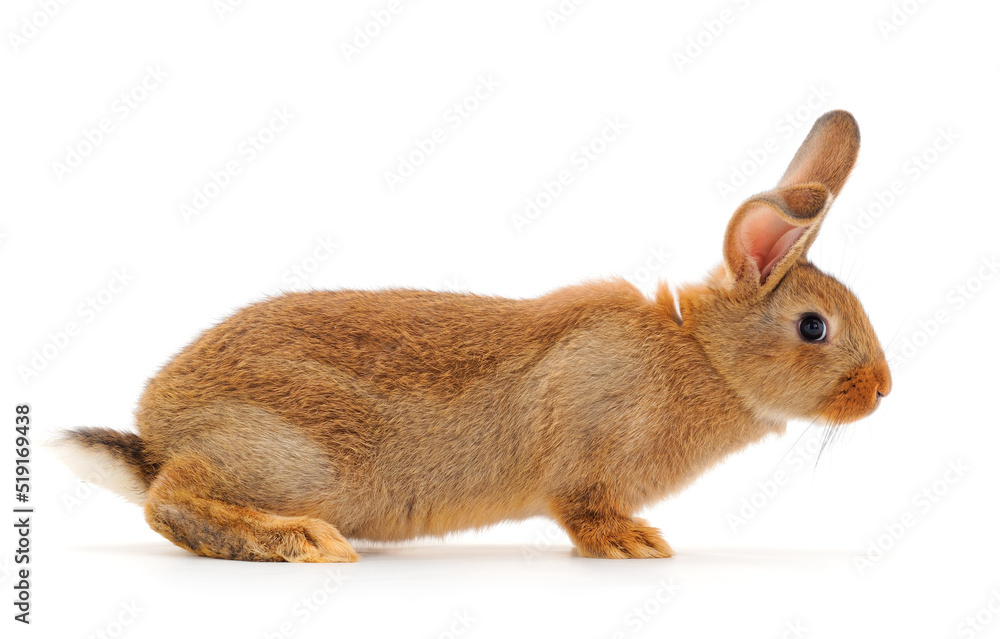 Brown rabbit isolated. Brown rabbit isolated.