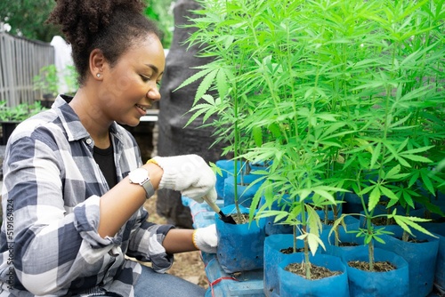 Young African woman hemp farm owner checking plants and flowers before harvesting. Business agricultural cannabis farm herbal medicine concept.Seedlings sow seeds alternative medicine farming herb.