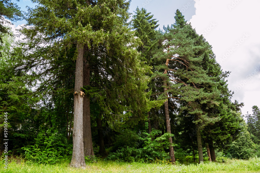 Fototapeta premium Idyllic forest view by the Rila mountain in Bulgaria
