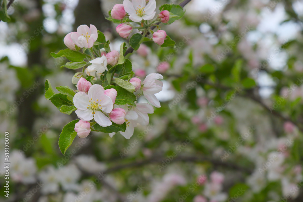 Blossoming apple fruit tree.