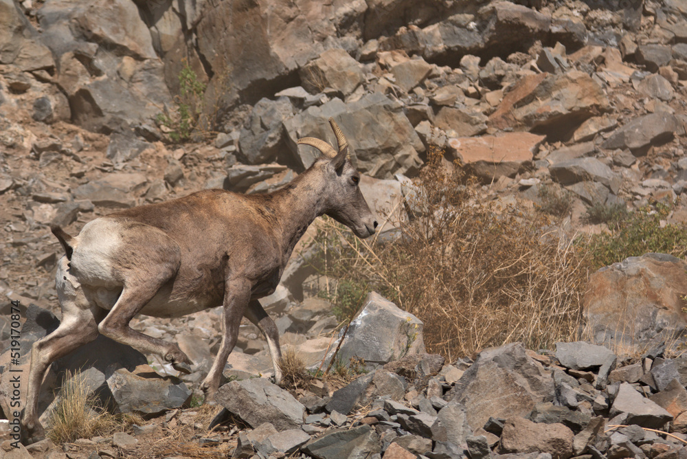 Big Horn Sheep in the San Juan Mountains in southern Colorado Big Horn Sheep in the San Juan Mountains in southern Colorado