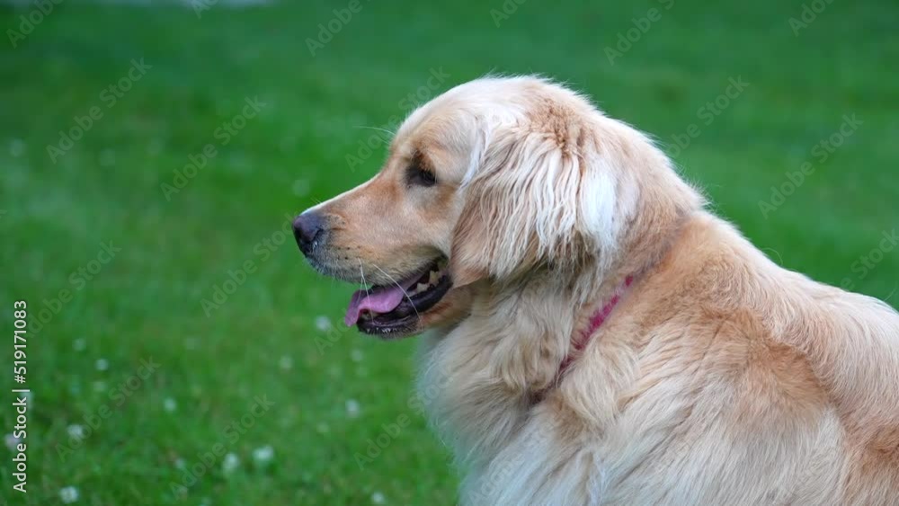 Cute golden retriever sitting outside. Barking at another dog. Cute golden retriever sitting outside. Barking at another dog.