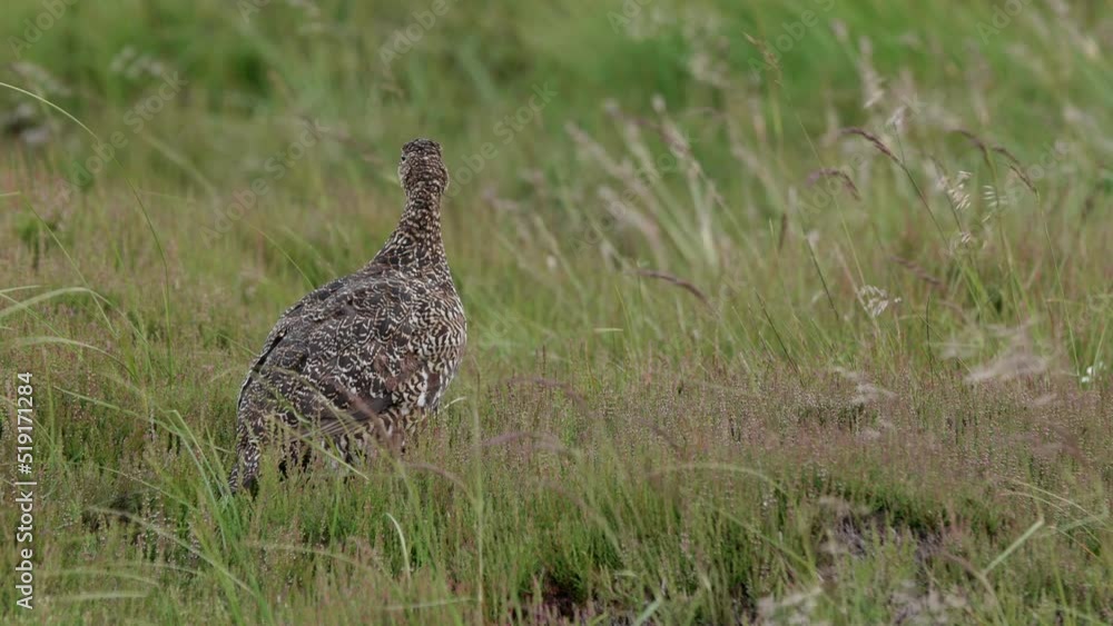 Black grouse female standing among heather then walking out of frame Black grouse female standing among heather then walking out of frame