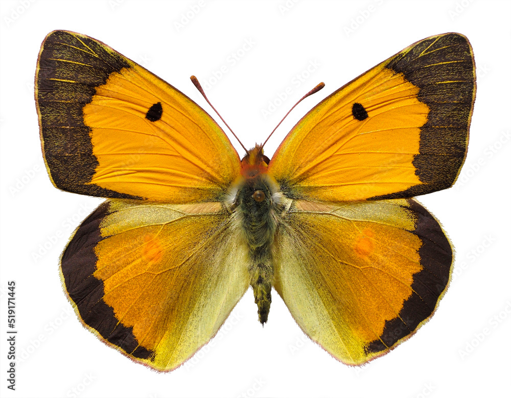 Male Colias croceus or clouded yellow butterfly (Colias crocea) isolated on white background Male Colias croceus or clouded yellow butterfly (Colias crocea) isolated on white background
