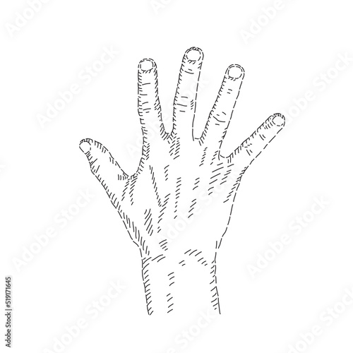 Boceto de mano abierta saludando. Dibujo artistico.