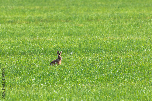A brown hare ducks in a green meadow and eats meadow herbs © were
