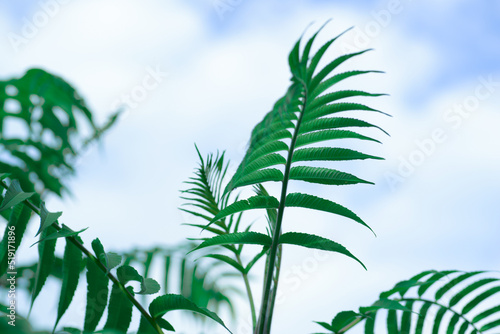 Fototapeta Naklejka Na Ścianę i Meble -  green fern leaf, macro photography, banner, fern flower, symmetry nature, botany