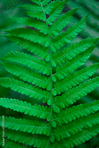 green fern leaf, macro photography, banner, fern flower, symmetry nature, botany